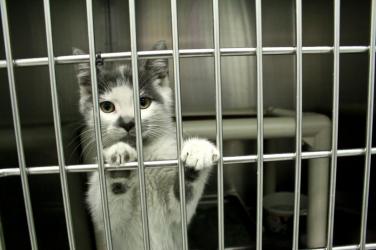 Cat at shelter